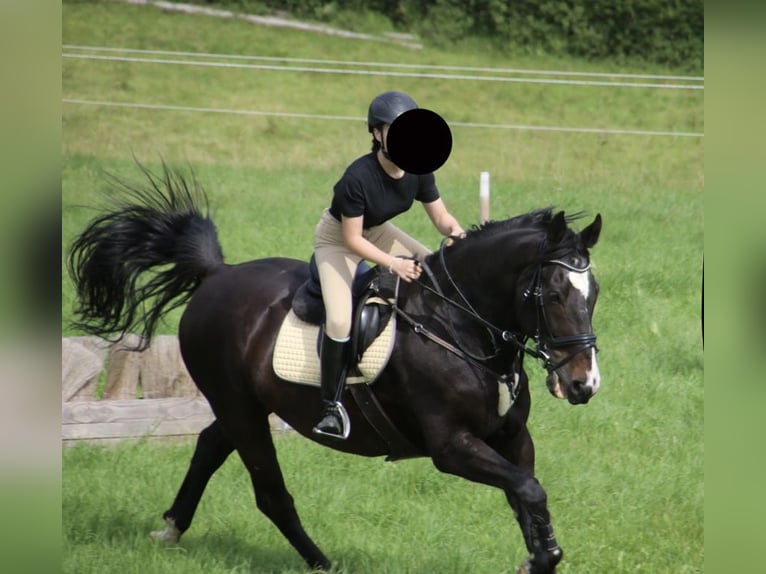 Polish Halfbred Gelding 19 years 16 hh Bay-Dark in Rambrouch