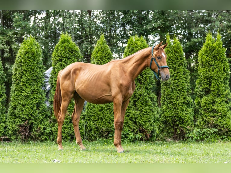 Polish Halfbred Gelding 1 year 16,2 hh Chestnut-Red in Zalesie G&#xF3;rne
