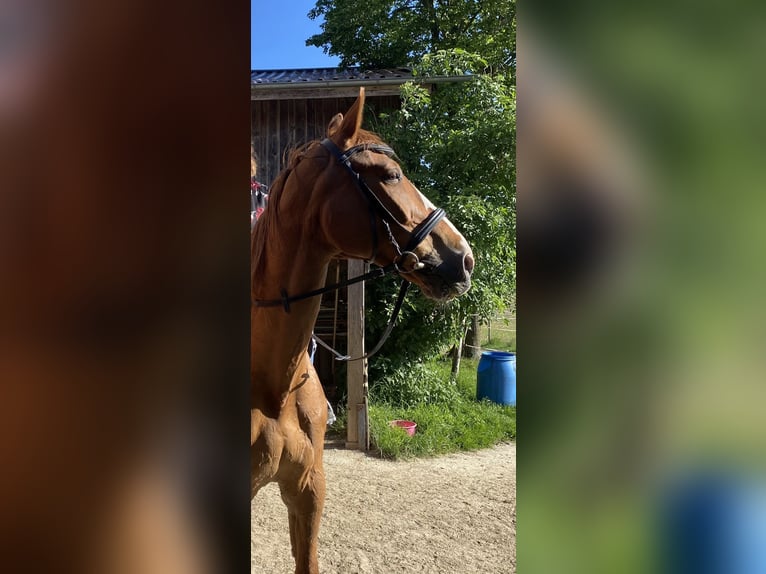 Polish Halfbred Gelding 20 years 17,2 hh Chestnut-Red in JohanniskirchenJohanniskirchen