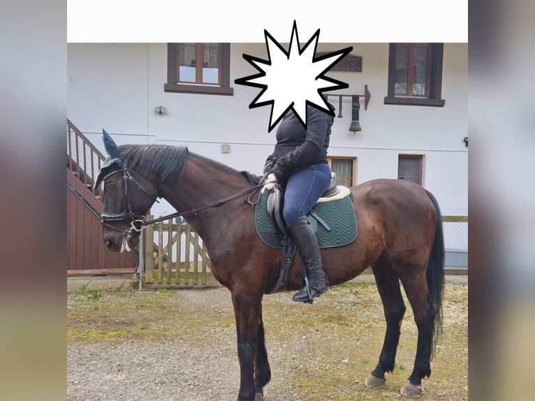 Polish Halfbred Gelding 21 years 15,2 hh Bay-Dark in Hendschiken