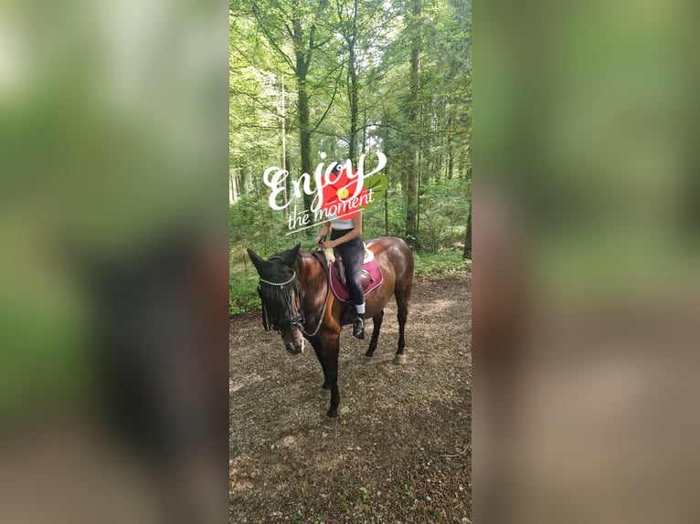 Polish Halfbred Gelding 21 years 15,2 hh Bay-Dark in Hendschiken