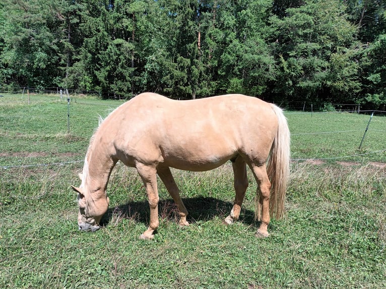 Polish Halfbred Gelding 22 years 16.2 hh Palomino in Bitz