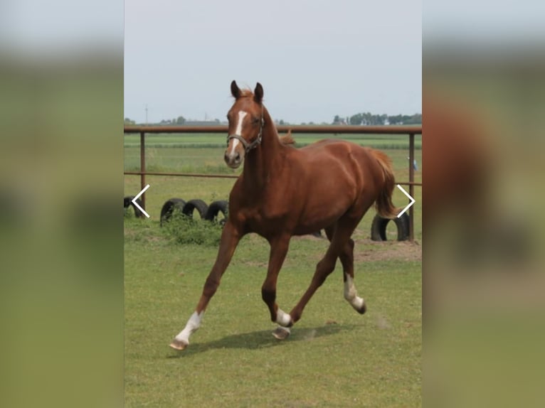 Polish Halfbred Gelding 2 years 14.2 hh Chestnut-Red in Inowrocław
