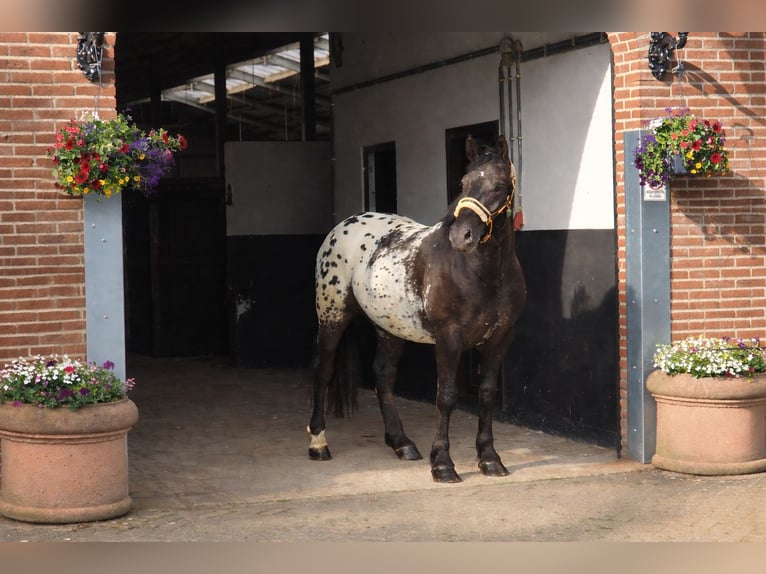 Polish Halfbred Gelding 2 years 15.2 hh Leopard-Piebald in Someren