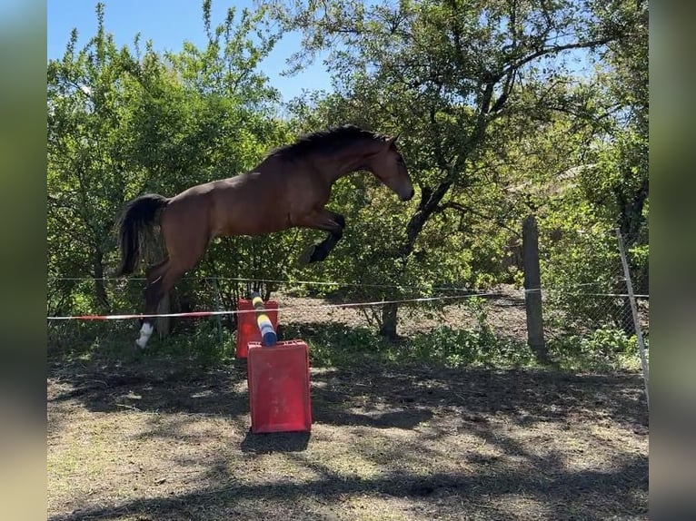 Polish Halfbred Gelding 2 years 15,2 hh Brown in Drzonowo
