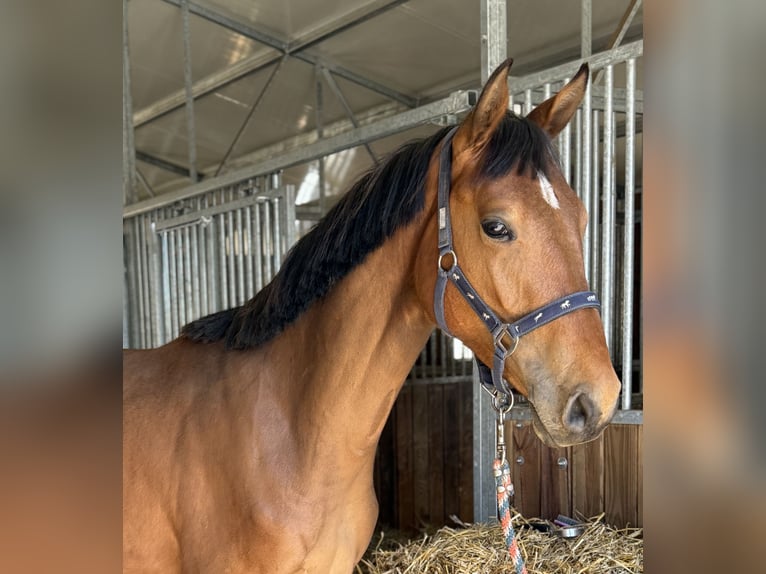 Polish Halfbred Gelding 2 years 15,2 hh Brown in Drzonowo