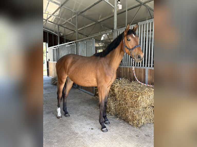 Polish Halfbred Gelding 2 years 15,2 hh Brown in Drzonowo