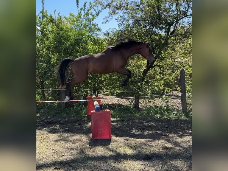 Polish Halfbred Gelding 2 years 15,2 hh Brown in Drzonowo