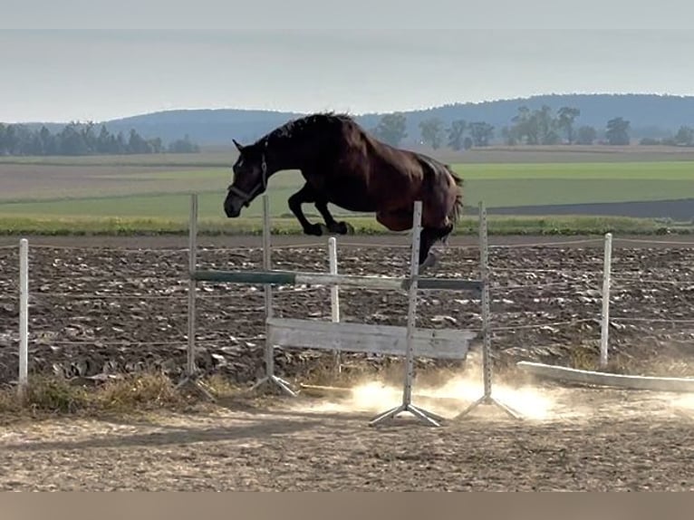 Polish Halfbred Gelding 2 years 16 hh Bay-Dark in Dolsk