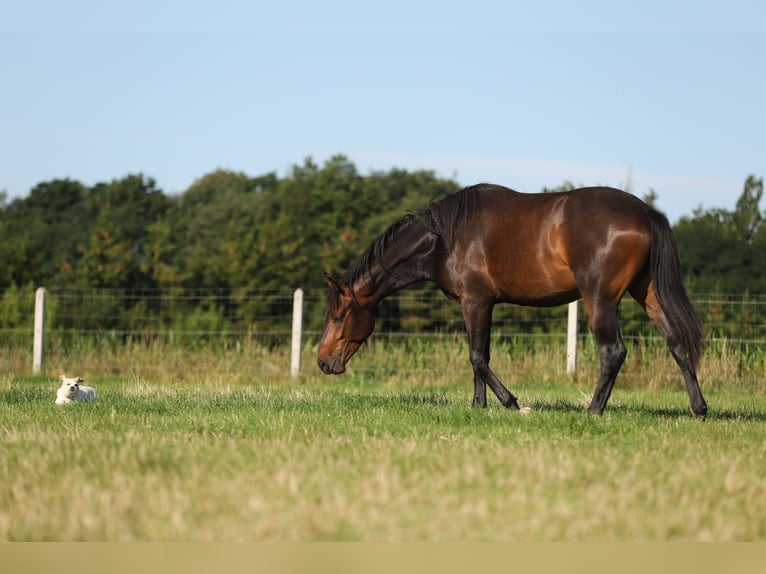 Polish Halfbred Gelding 2 years 16 hh Bay-Dark in Stare Lubiejewo