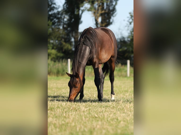 Polish Halfbred Gelding 2 years 16 hh Bay-Dark in Stare Lubiejewo