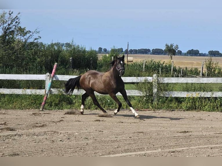 Polish Halfbred Gelding 2 years Smoky-Black in słupsk