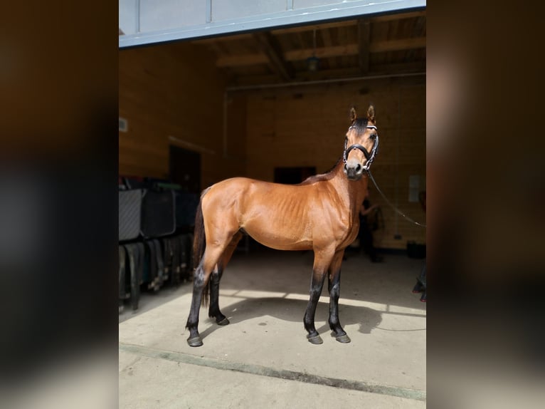 Polish Halfbred Gelding 3 years 14,1 hh Bay in Łoźnica