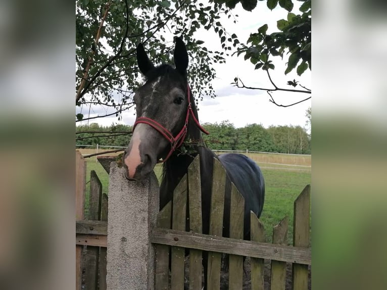 Polish Halfbred Mix Gelding 3 years 15,1 hh Gray in sadlno