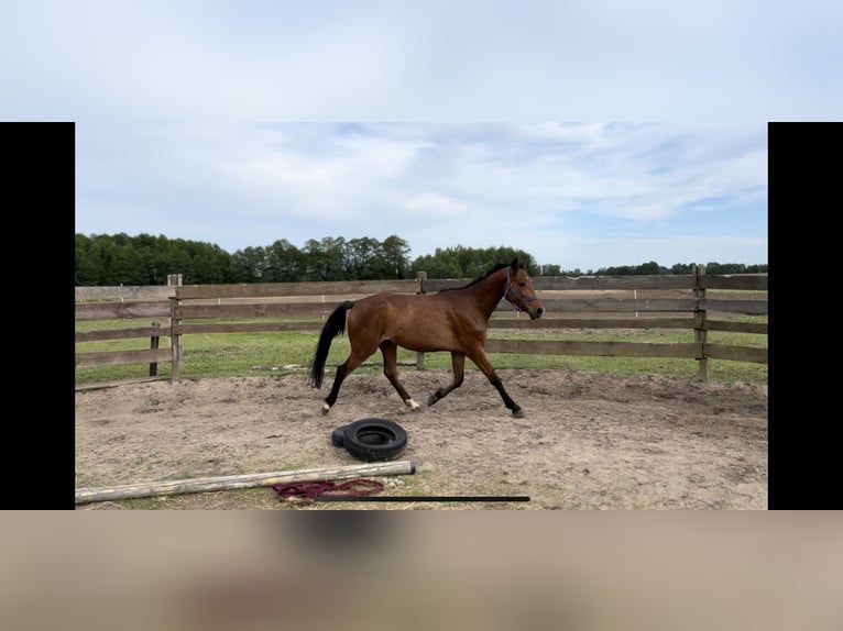 Polish Halfbred Gelding 3 years 15,1 hh Brown in Grabowo