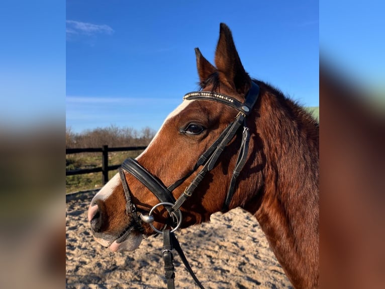 Polish Halfbred Gelding 3 years 15,2 hh Brown in G&#xF6;rlitz