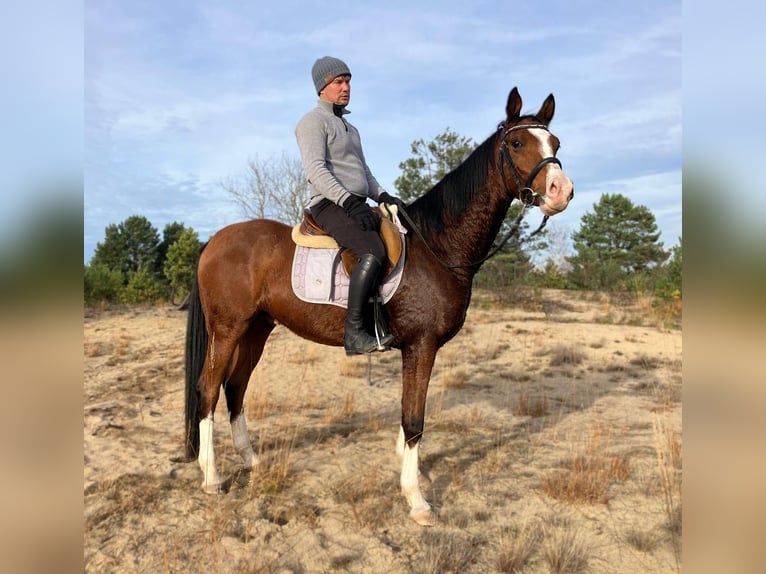 Polish Halfbred Gelding 3 years 15,2 hh Brown in G&#xF6;rlitz