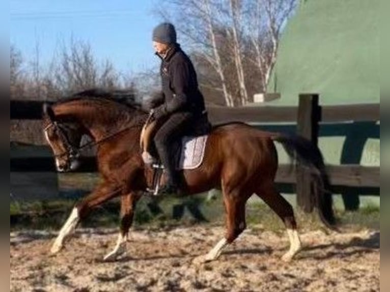 Polish Halfbred Gelding 3 years 15,2 hh Brown in G&#xF6;rlitz