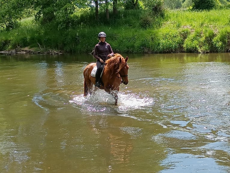 Polish Halfbred Gelding 3 years 15,3 hh Chestnut-Red in Leszno Dolne