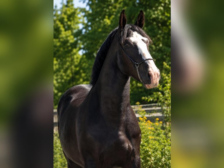Polish Halfbred Gelding 3 years 16.2 hh Black in Weert