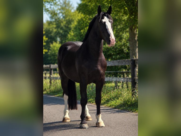 Polish Halfbred Gelding 3 years 16.2 hh Black in Weert