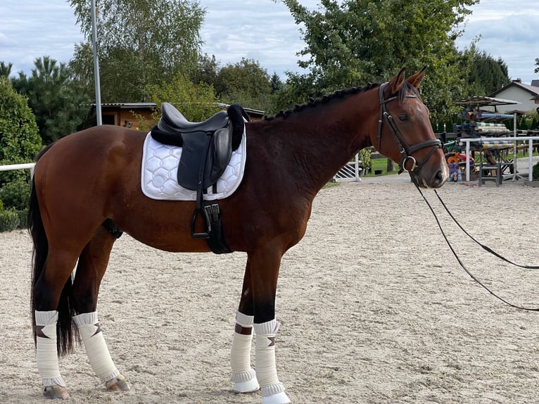 Polish Halfbred Gelding 3 years 16,2 hh Brown in Lublin