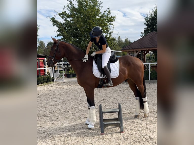 Polish Halfbred Gelding 3 years 16,2 hh Brown in Lublin