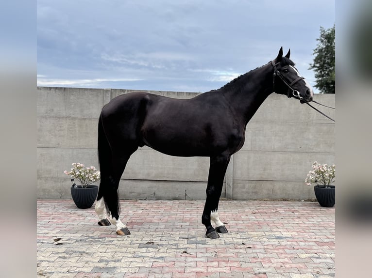 Polish Halfbred Gelding 3 years 16 hh Black in Bralin