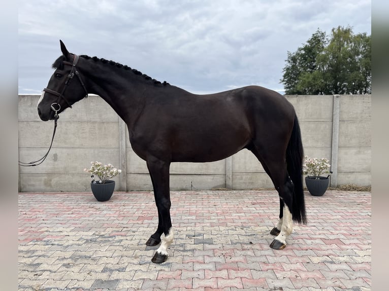 Polish Halfbred Gelding 3 years 16 hh Black in Bralin