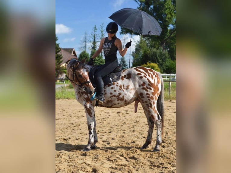 Polish Halfbred Gelding 3 years 16 hh Leopard-Piebald in Santok