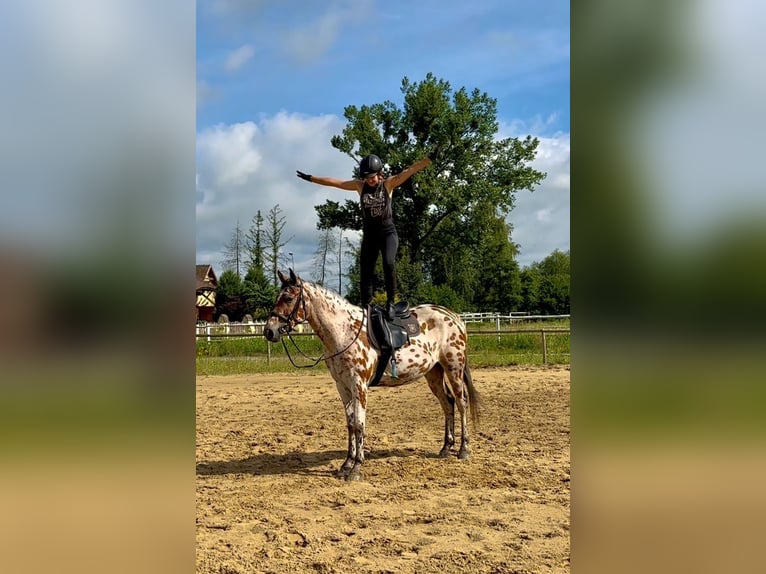 Polish Halfbred Gelding 3 years 16 hh Leopard-Piebald in Santok