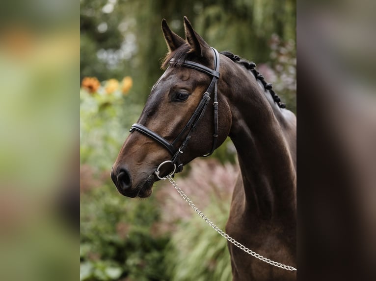Polish Halfbred Gelding 3 years 16,3 hh Bay in Buk Polish Halfbred Gelding 3 years 16,3 hh Bay in Buk