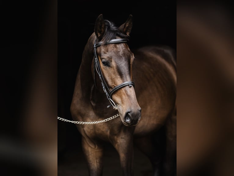 Polish Halfbred Gelding 3 years 16,3 hh Bay in Buk Polish Halfbred Gelding 3 years 16,3 hh Bay in Buk