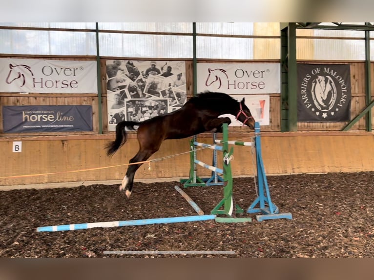 Polish Halfbred Gelding 3 years 17 hh Bay-Dark in Toporzysko