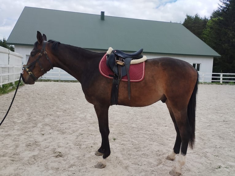 Polish Halfbred Gelding 3 years 17 hh Bay-Dark in Toporzysko