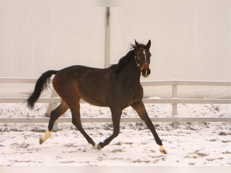 Polish Halfbred Gelding 3 years 17 hh Bay-Dark in Toporzysko