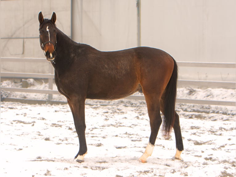 Polish Halfbred Gelding 3 years 17 hh Bay-Dark in Toporzysko