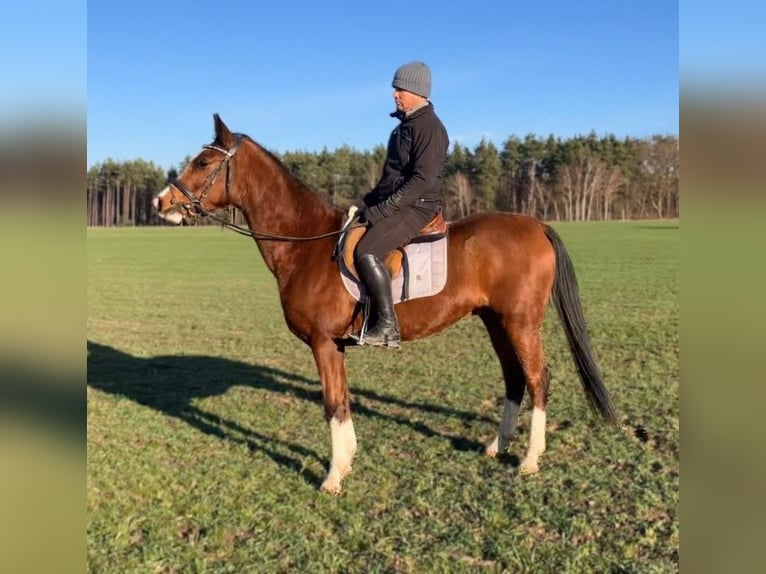 Polish Halfbred Gelding 4 years 15.2 hh Brown in Görlitz