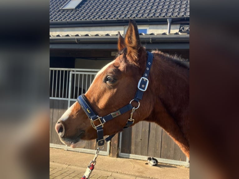 Polish Halfbred Gelding 4 years 15.2 hh Brown in Görlitz