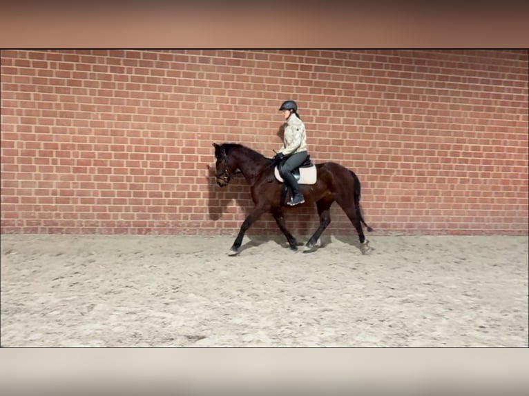 Polish Halfbred Gelding 4 years 15,2 hh Brown in Zierenberg