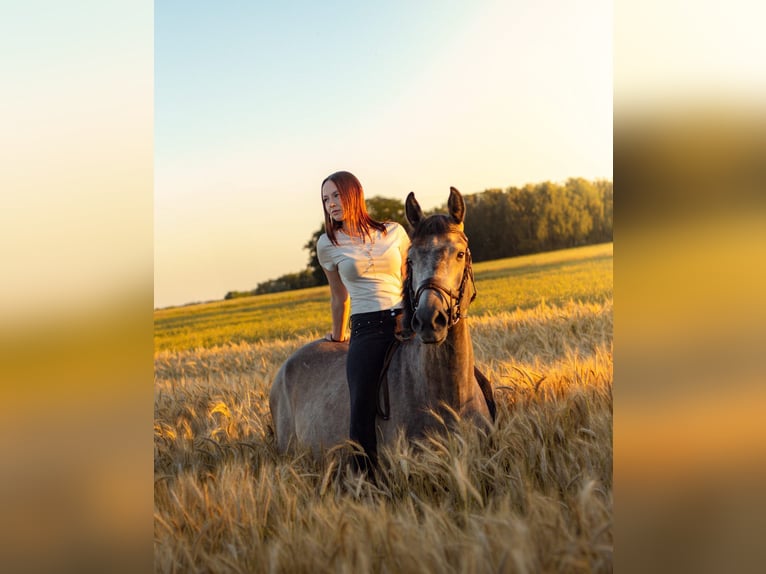 Polish Halfbred Mix Gelding 4 years 15 hh Grey in Zgierz