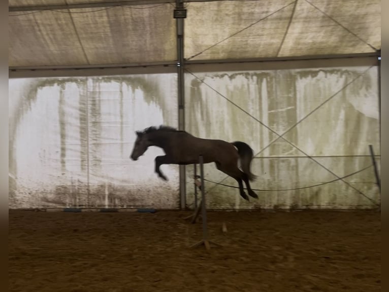 Polish Halfbred Mix Gelding 4 years 15 hh Grey in Zgierz