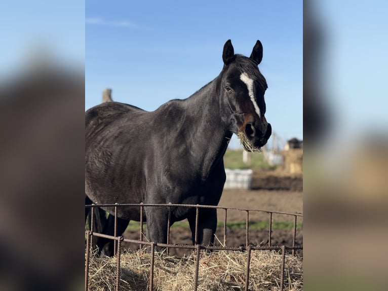 Polish Halfbred Gelding 4 years 15,2 hh Bay-Dark in Seelow