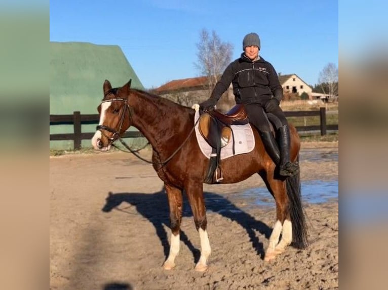 Polish Halfbred Gelding 4 years 15,2 hh Brown in Görlitz