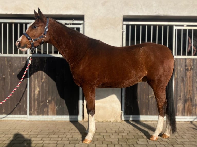 Polish Halfbred Gelding 4 years 15,2 hh Brown in Görlitz