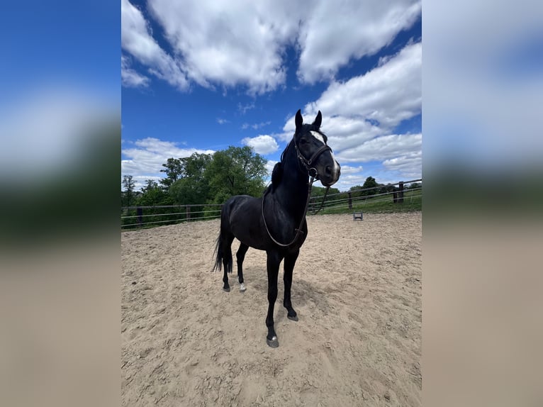 Polish Halfbred Mix Gelding 4 years 15,2 hh Gray in Mikołów