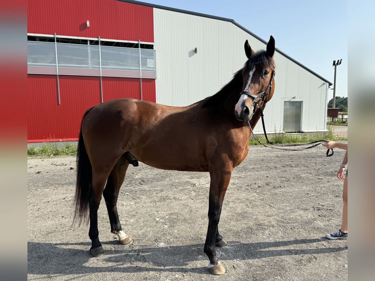 Polish Halfbred Gelding 4 years 16,1 hh Brown in Rudnik