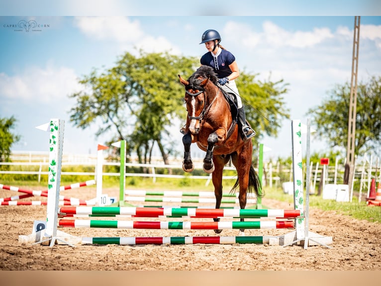 Polish Halfbred Gelding 4 years 16,1 hh Brown in Rudnik