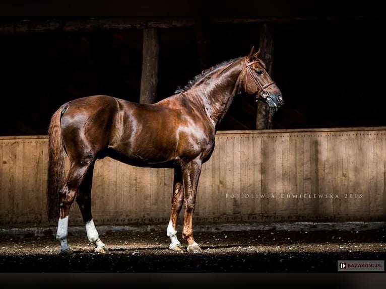 Polish Halfbred Gelding 4 years 16,1 hh Brown in Rudnik