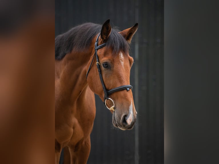 Polish Halfbred Gelding 4 years 16,1 hh Brown in Pobiedziska